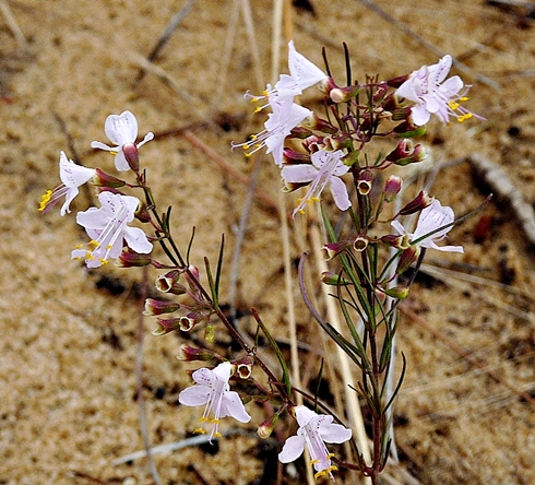 {Dicerandra linearifolia}